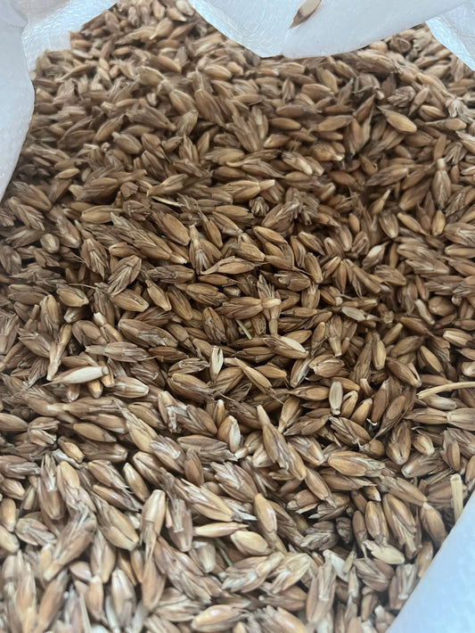 Tasty Grass for Cats – Organic Wheat Spelt Cat Grass